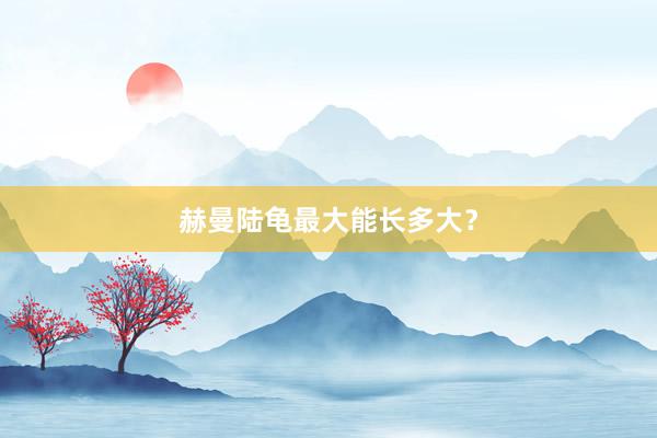 赫曼陆龟最大能长多大？